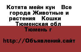 Котята мейн кун - Все города Животные и растения » Кошки   . Тюменская обл.,Тюмень г.